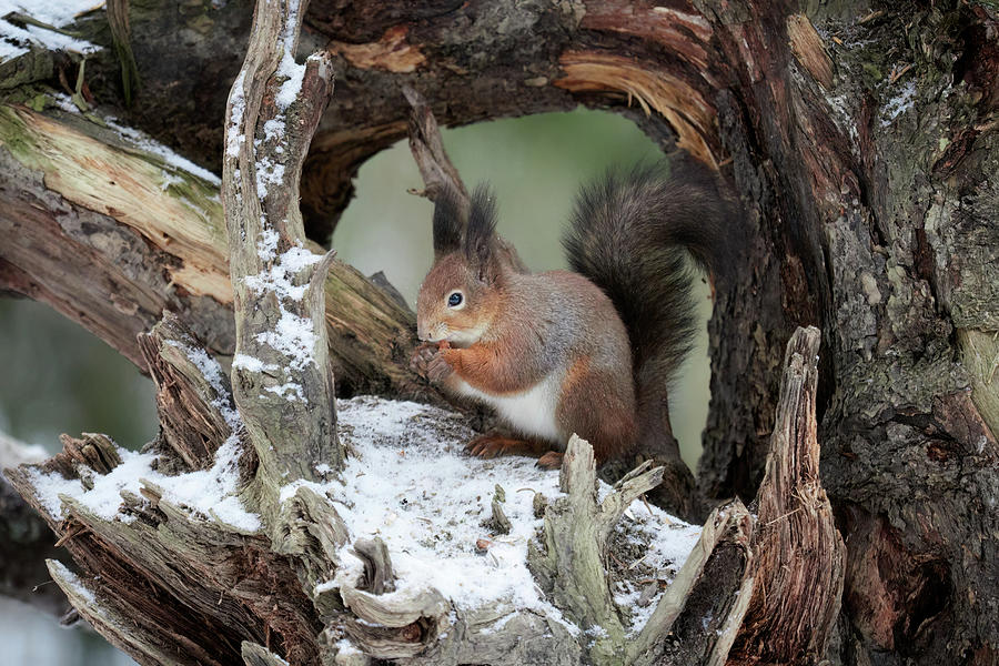 Framed in the rhizome. Red squirrel Photograph by Jouko Lehto