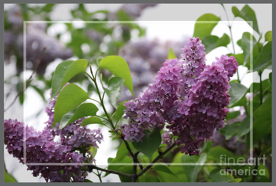 Framed Pink and Purple Lilacs Photograph by Sandra Huston