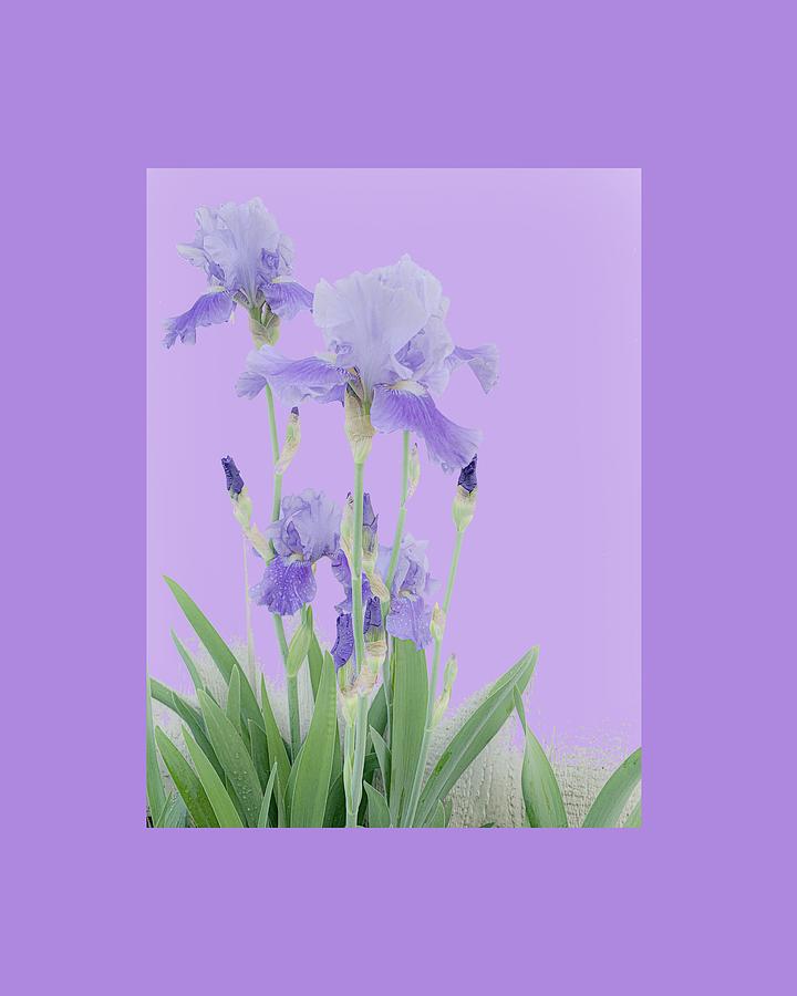 Framed Purple Irises Photograph by Diane Lindon Coy