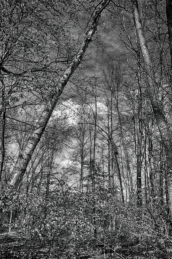 Framed Spring Sky BW 032422 Photograph by Mary Bedy