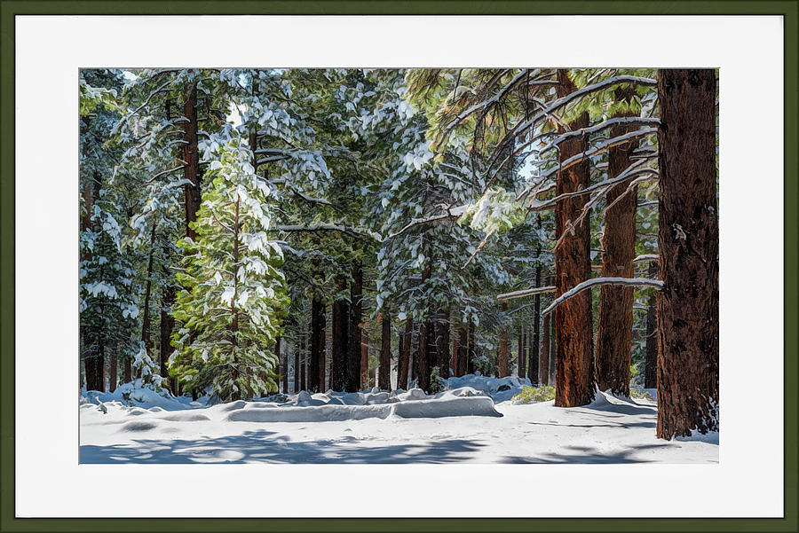 Framed Trees Photograph