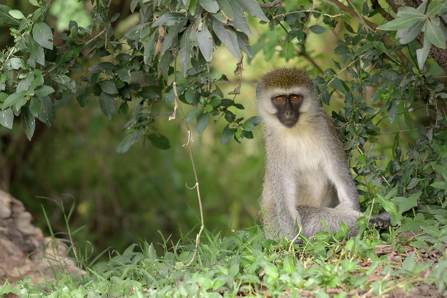 Framed Vervet Monkey Photograph by Adrian O Brien