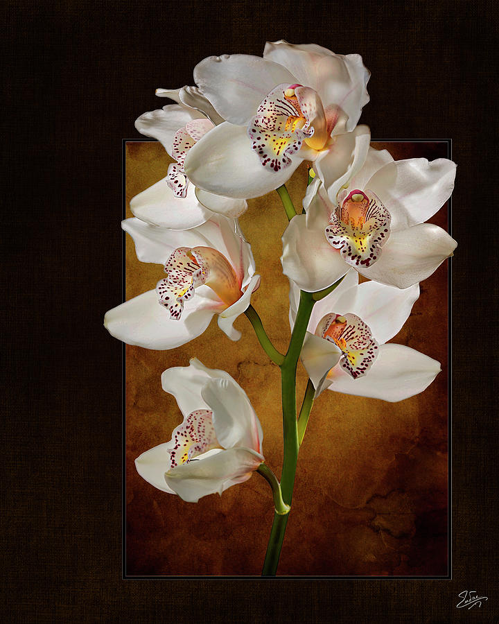Framed White Orchids Photograph by Endre Balogh