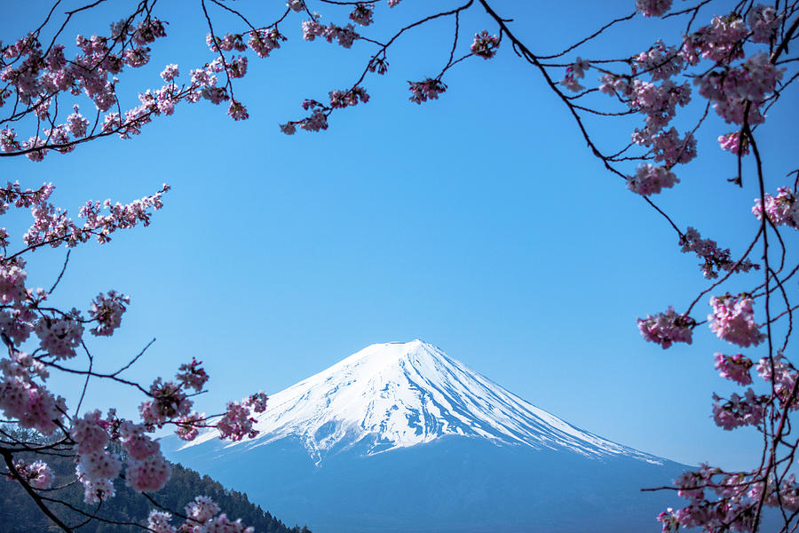 Framing Mount Fuji Photograph by World Art Collective