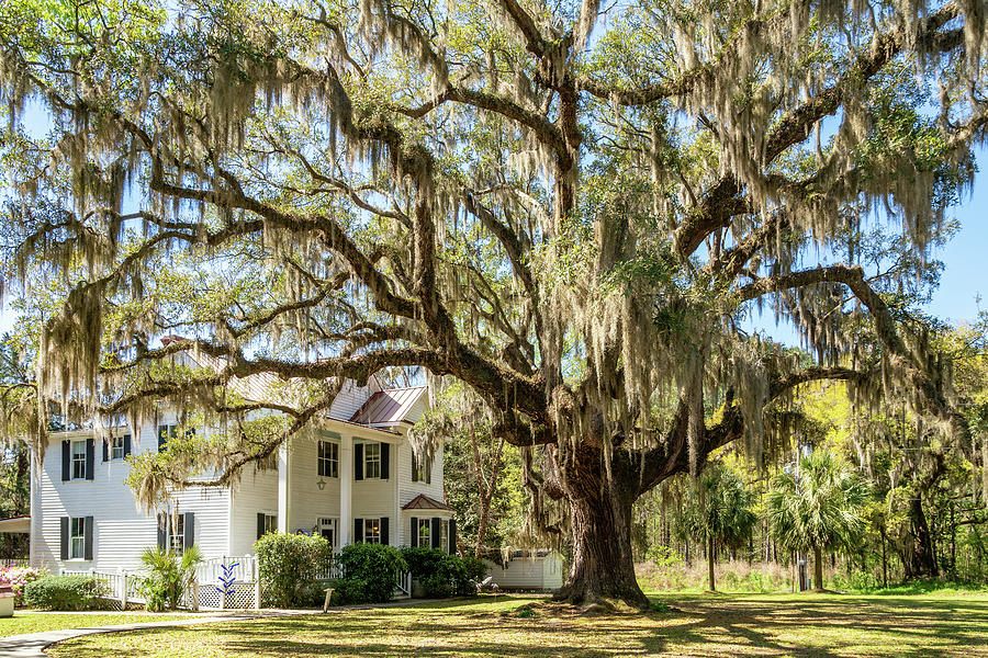 Frampton Plantation House, Yemassee, South Carolina Photograph by Dawna Moore Photography
