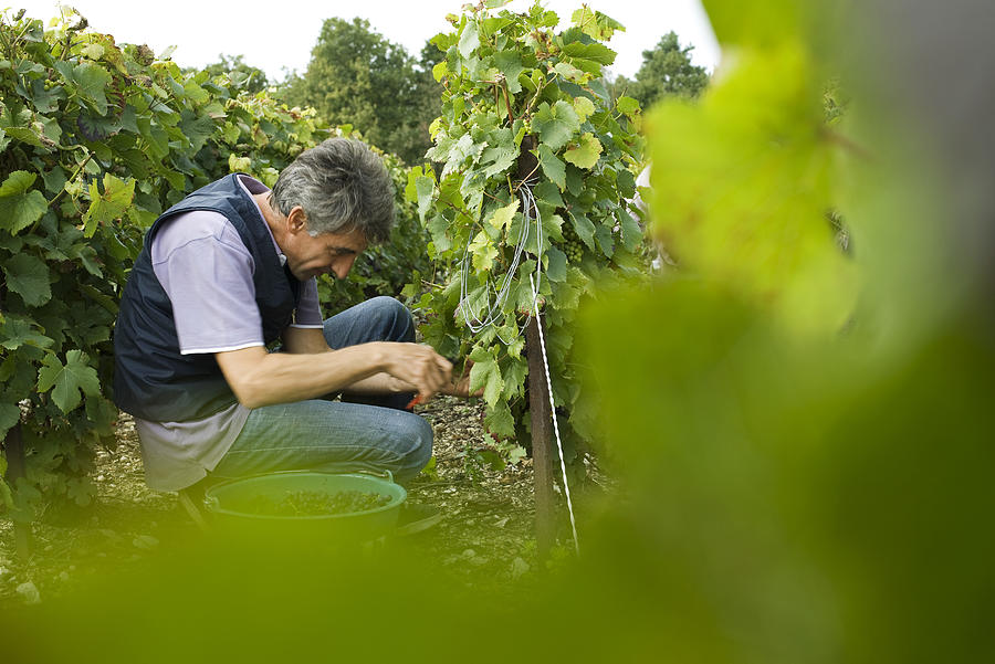 France, Champagne-Ardenne, Aube, worker picking grapes in vineyard Photograph by PhotoAlto/James Hardy