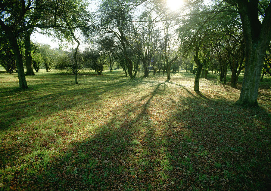 France, Picardy, trees in field with sun shining through branches. Photograph by James Hardy