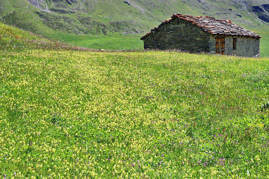 France - wild flowers in Vanoise Photograph by Olivier Parent