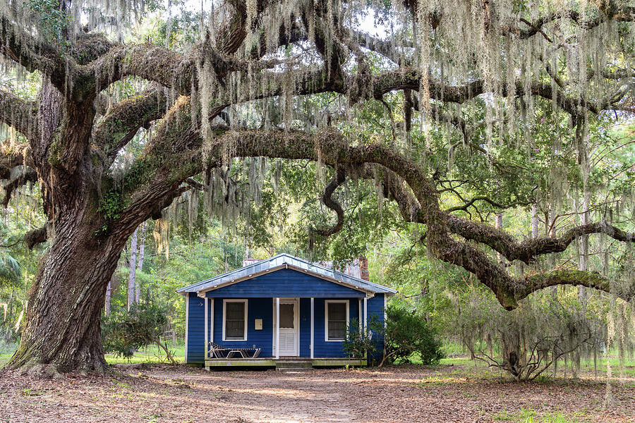 Quercus Virginiana Photograph - Frances Jones House, Daufuskie Island, South Carolina by Dawna Moore Photography