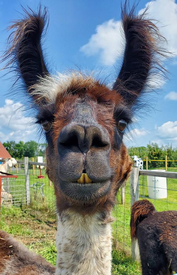 Francine the Llama Photograph by Kim Hermes - Fine Art America