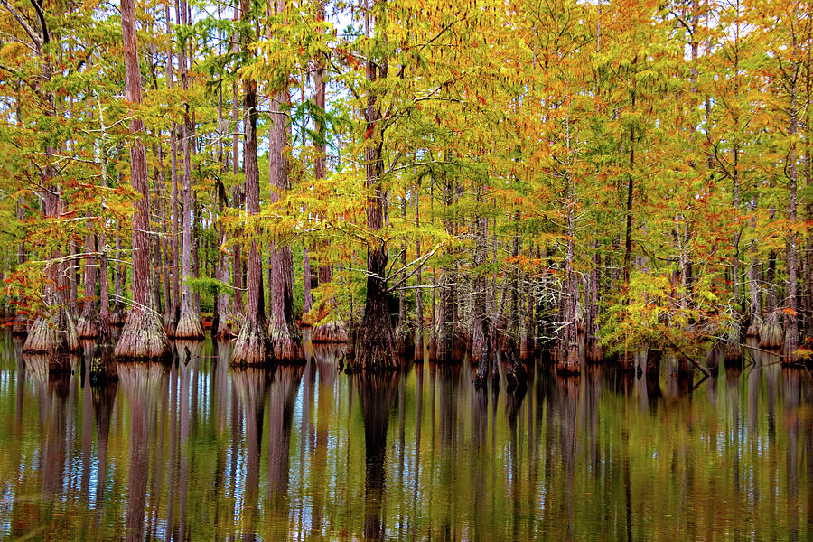 Francis Marion National Forest Photograph by Norma Brandsberg