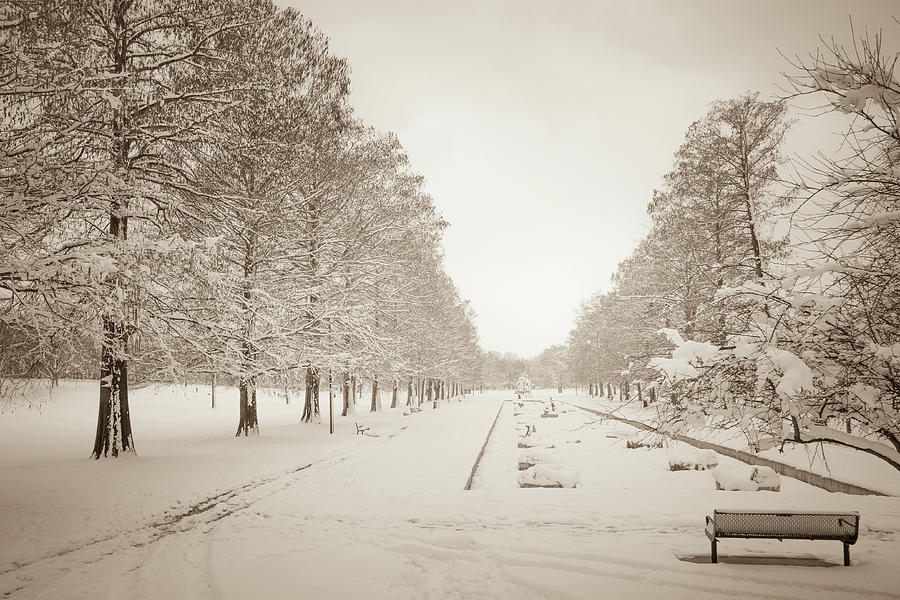 Francis Park Cypress Row in Snow Photograph by Scott Rackers