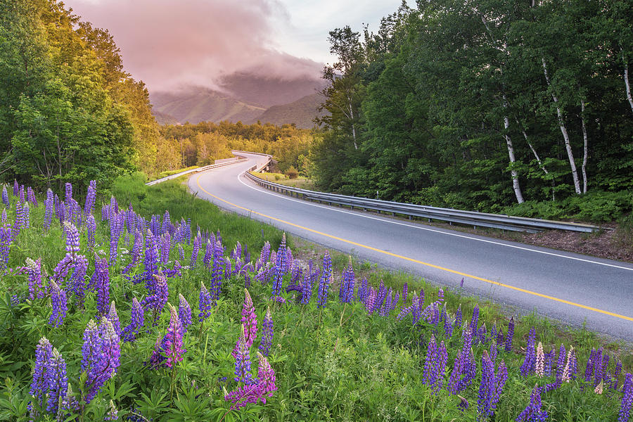 Franconia Notch Lupine Sunset Photograph by White Mountain Images