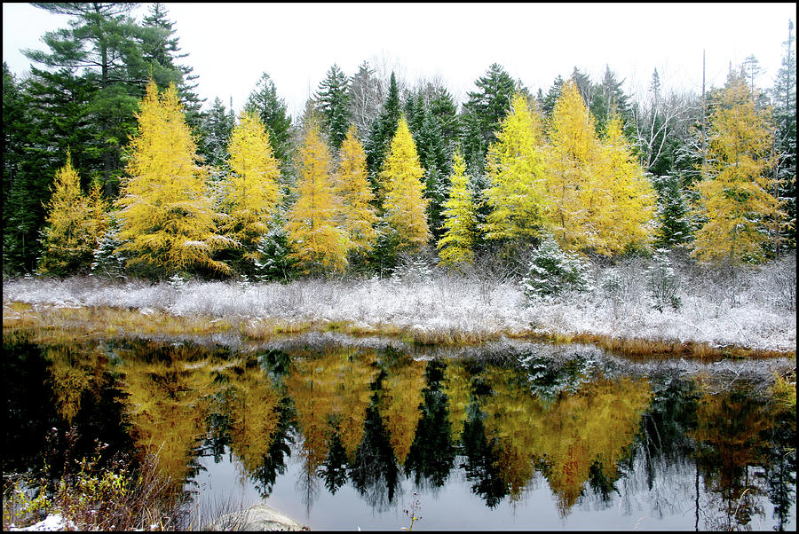 Franconia Pond Larches Photograph by Wayne King