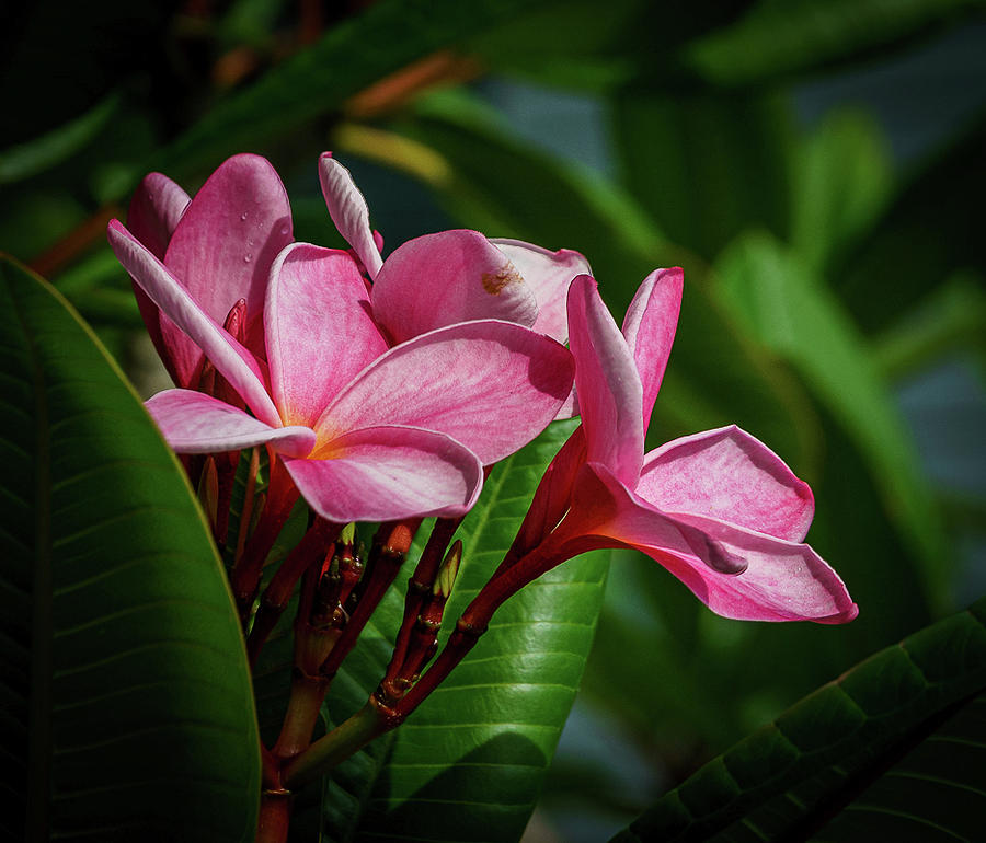 Frangipani bloom Photograph by Jane Luxton
