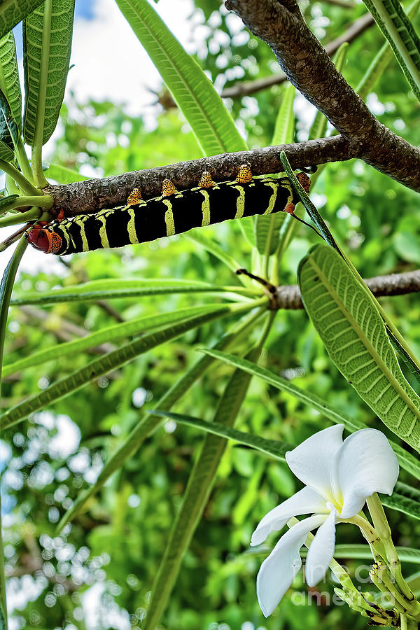 Frangipani Caterpillar  Photograph by Tom Watkins PVminer pixs