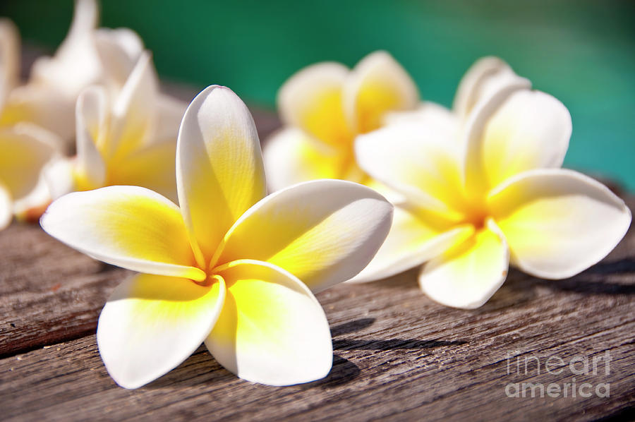 Nature Photograph - Frangipani flower at the poolside by Delphimages Photo Creations