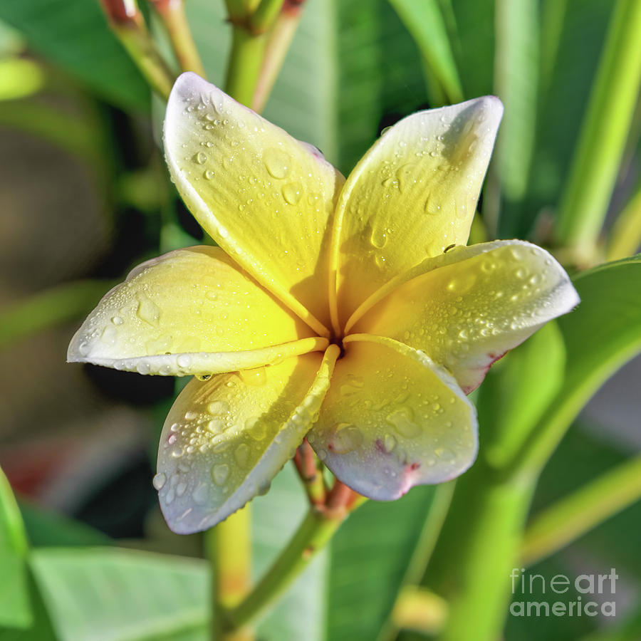 Nature Photograph - Frangipani Flower by Olga Hamilton