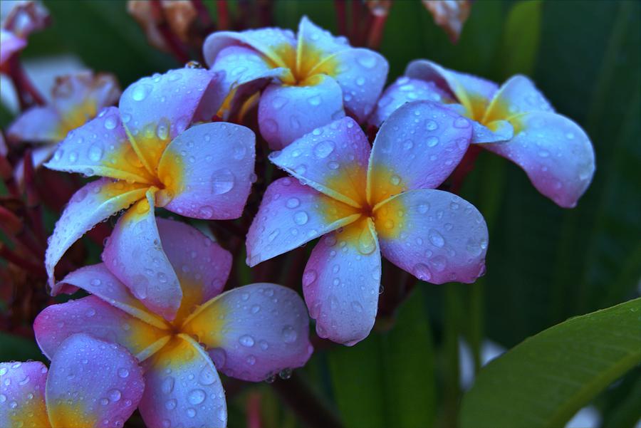 Frangipani Flowers Photograph by Don Columbus