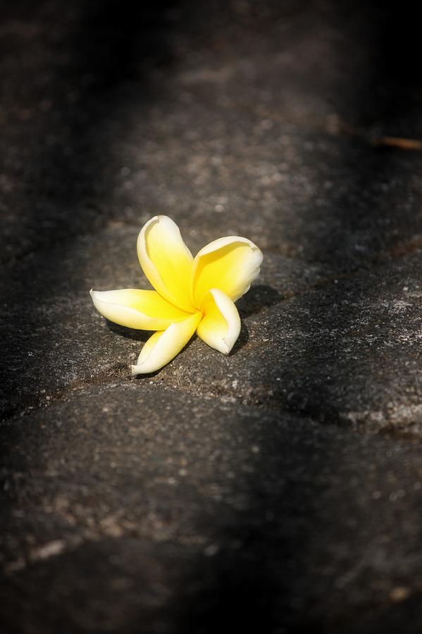 Frangipani under the shadow Photograph by Carolina Remita Andriana ...