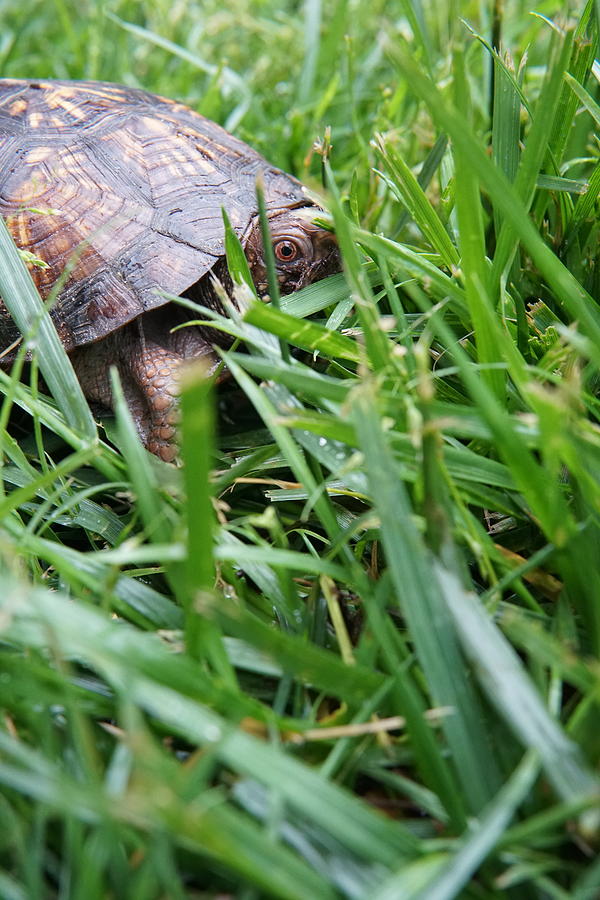 Franklin the Turtle Photograph by Jordan Barber - Fine Art America