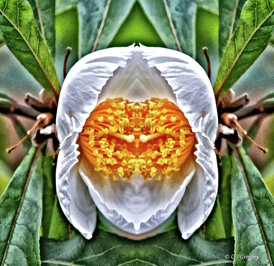 Franklinia Flower Pareidolia Photograph by Constantine Gregory