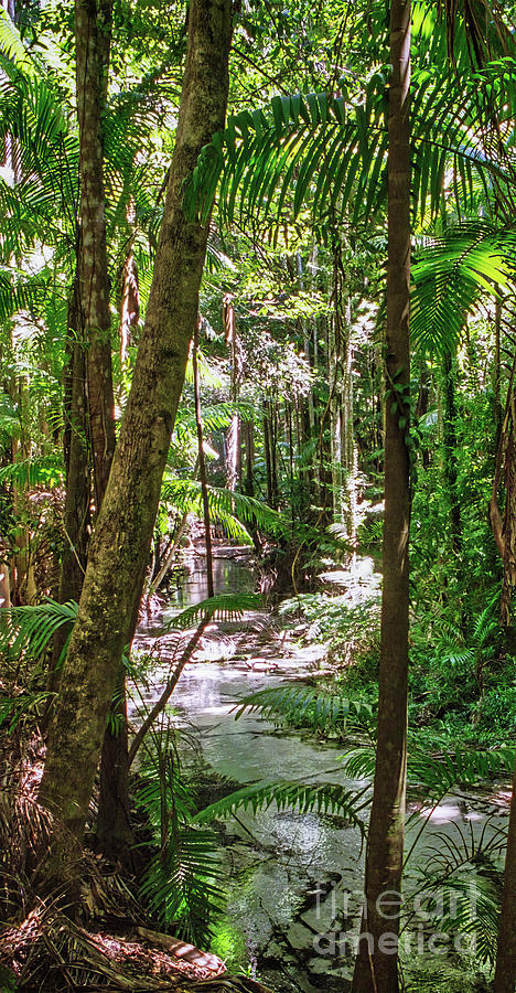 Fraser Island Rain Forest Photograph by Frank Lee