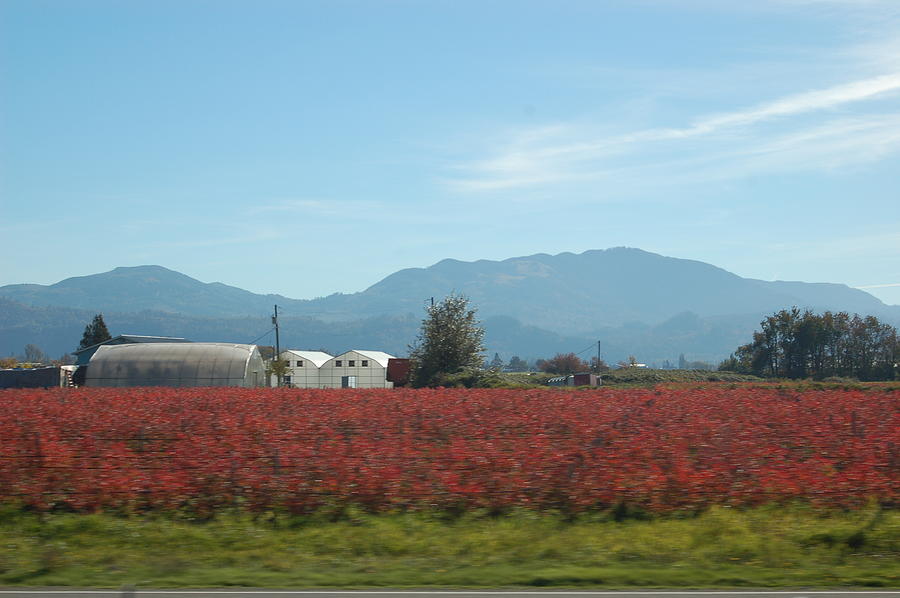 Fraser Valley Fields Photograph by James Cousineau