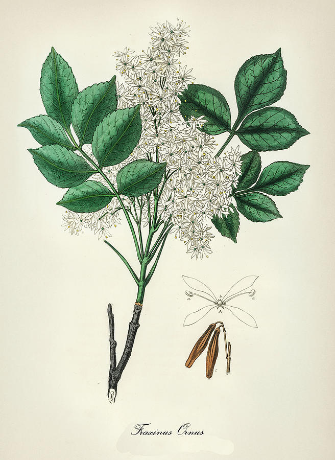 Nature Digital Art - Fraxinus Ornus - Flowering Ash - Medical Botany - Vintage Botanical Illustration - Plants and Herbs by Studio Grafiikka
