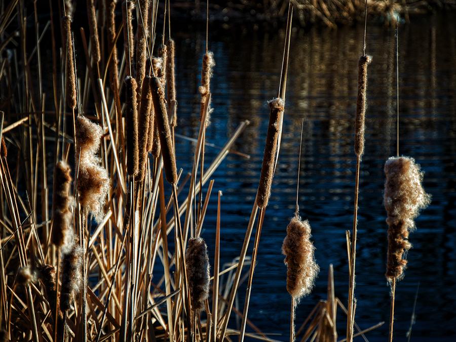Frayed Cattails Photograph