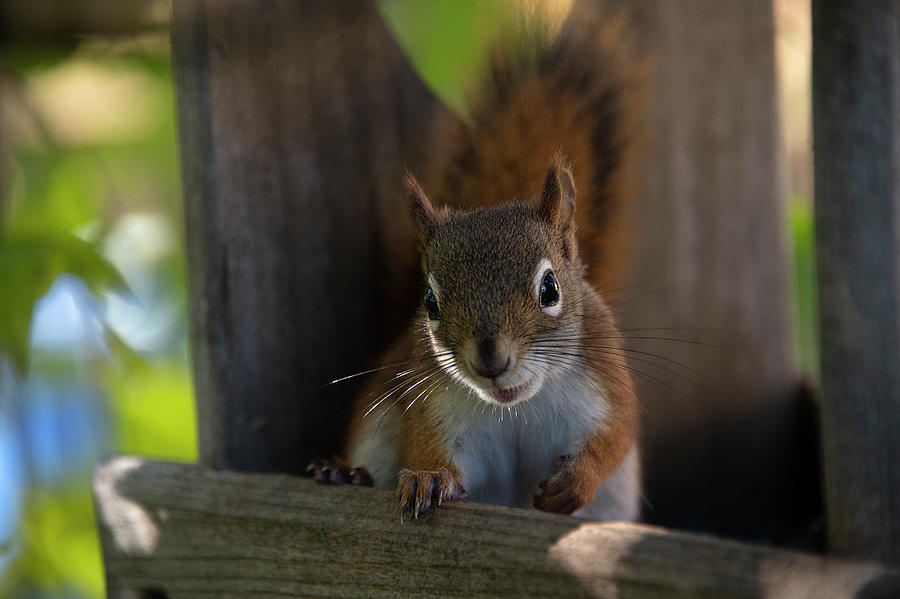 Squirrel Photograph - Frazie the American Red Squirrel by Lieve Snellings