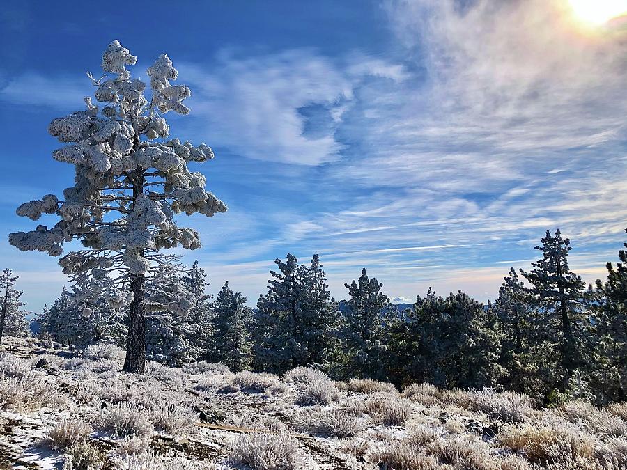 Frazier Park Snow Tree Photograph by Collin Westphal Fine Art America