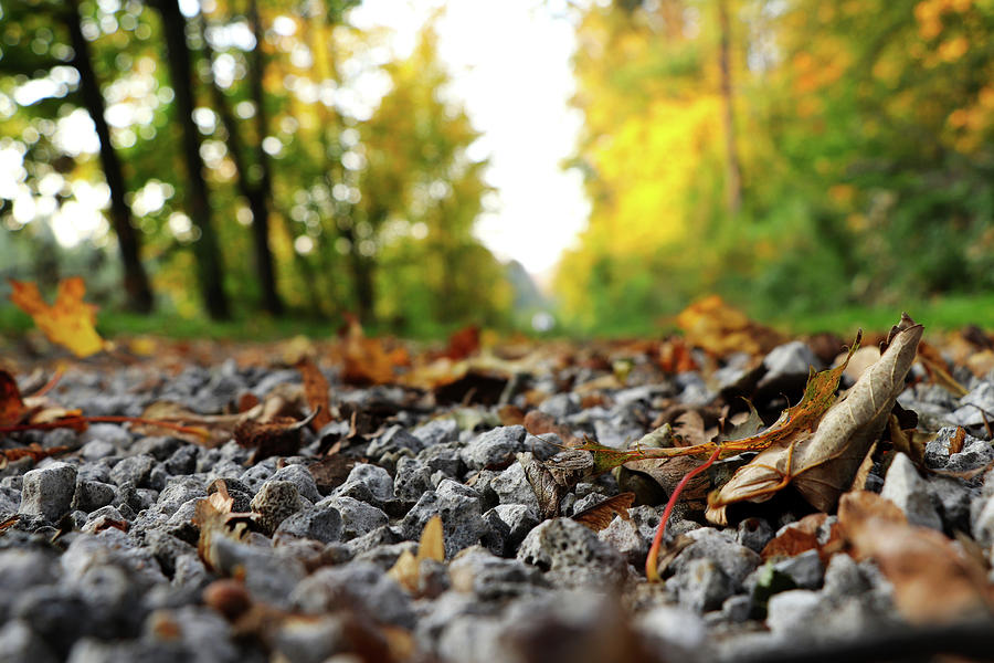 Freak of nature in czech road in forest Photograph by Vaclav Sonnek