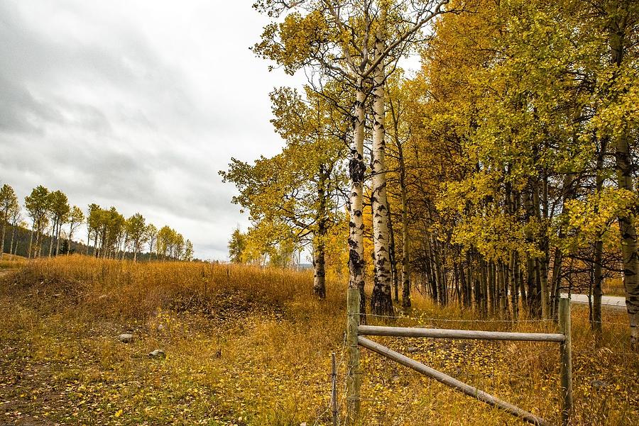 Freckled Aspens and Fence Posts Photograph by Tom Cochran