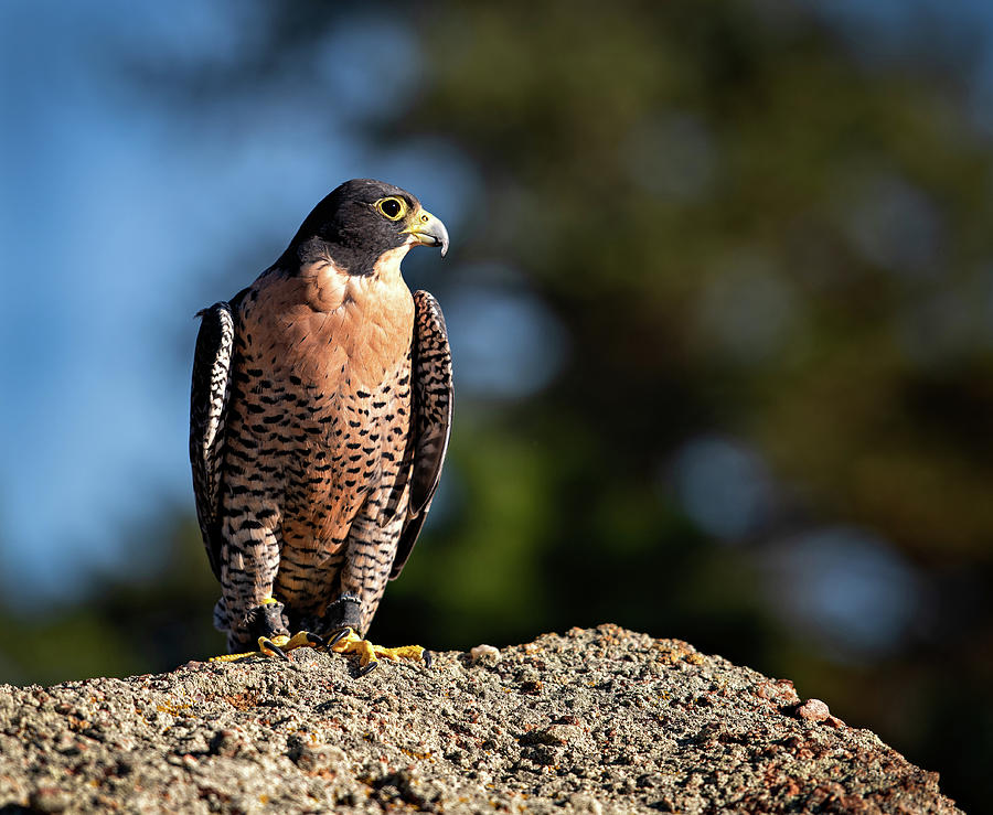 Fred the Falcon Photograph by Elin Skov Vaeth