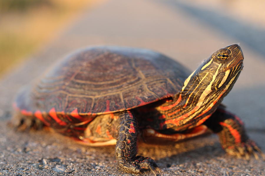 Fred the turtle Photograph by Benjamin Peera - Fine Art America