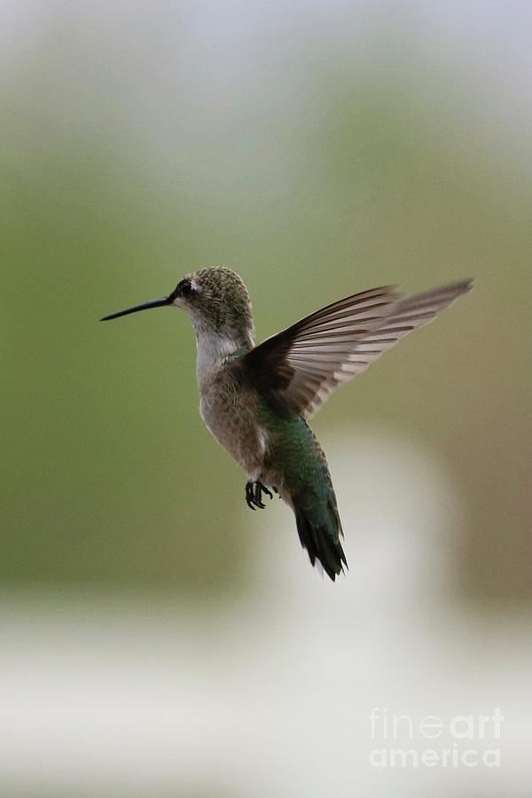Free and Easy Hummingbird Photograph by Carol Groenen
