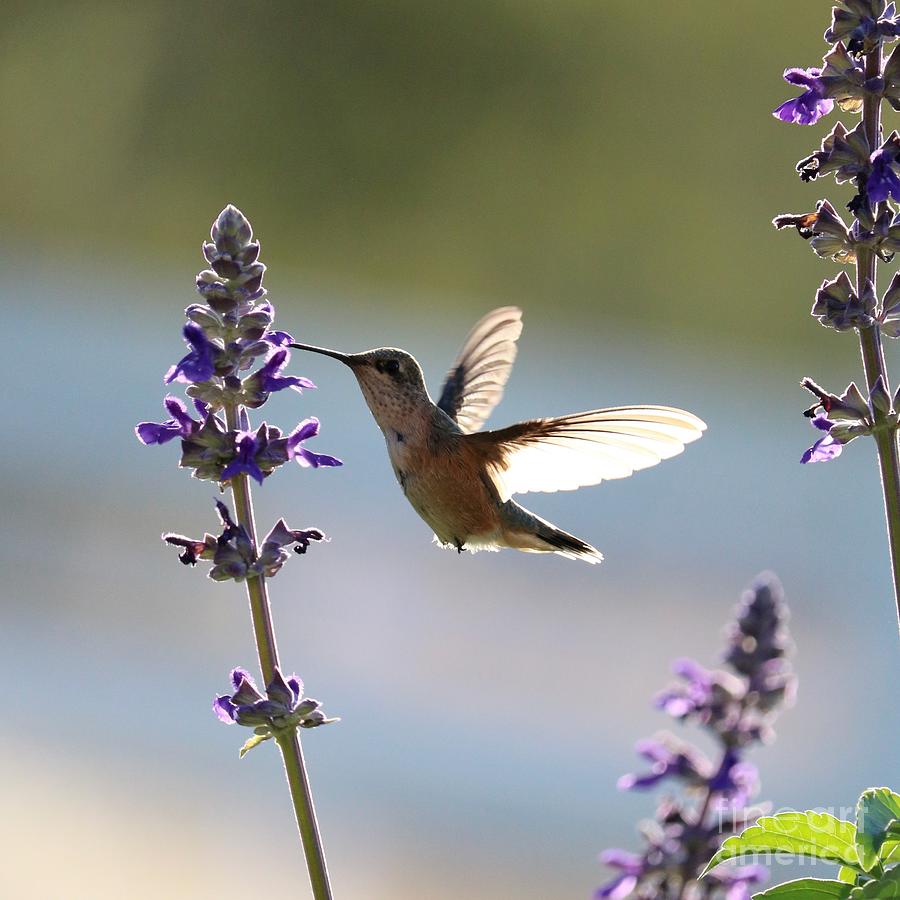 Free as a Hummingbird Photograph by Carol Groenen