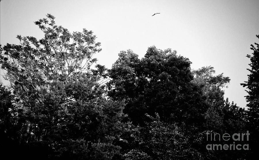 Free Bird Golden Hour Sunset - Black and White Photograph by Frank J Casella