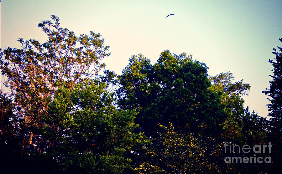 Free Bird In The Golden Hour Sunset Photograph