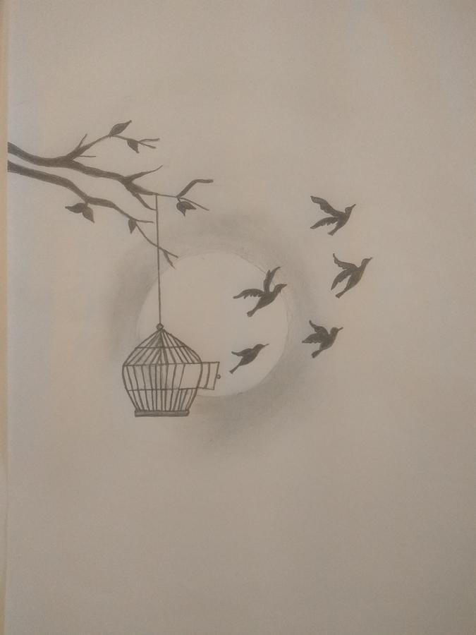 free bird drawings