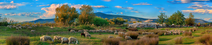Free grazing sheep flock panorama 10 Photograph by Photo By Dimitrios Tilis