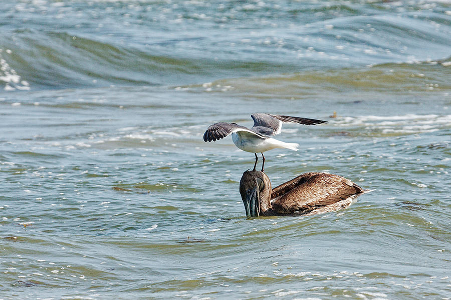 Free Lunch Photograph by Rick Ulmer - Fine Art America