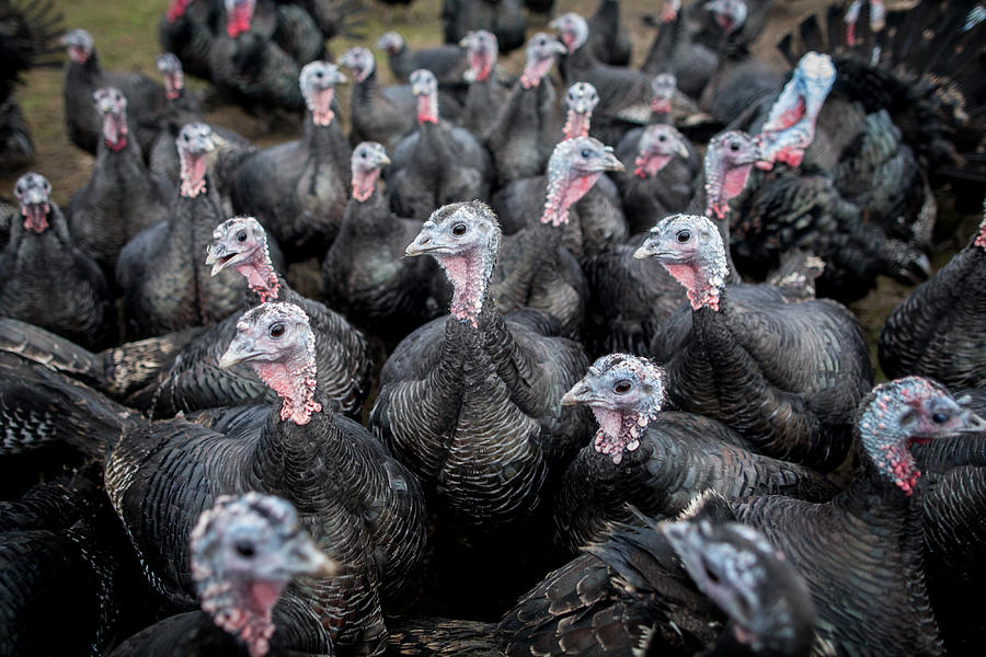 Free-range bronze turkeys Photograph by E4c