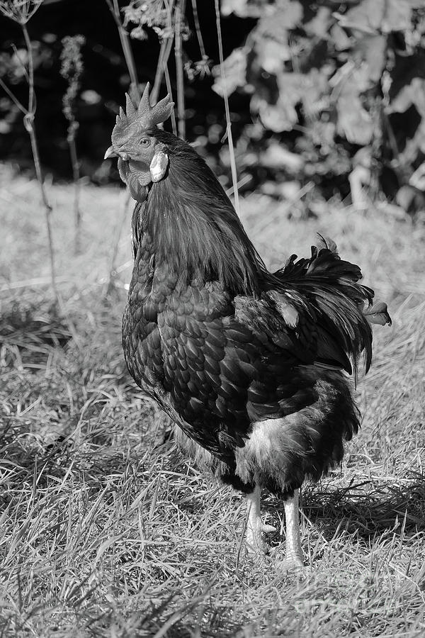 Free Range Chicken bw Vert Photograph by Eddie Barron