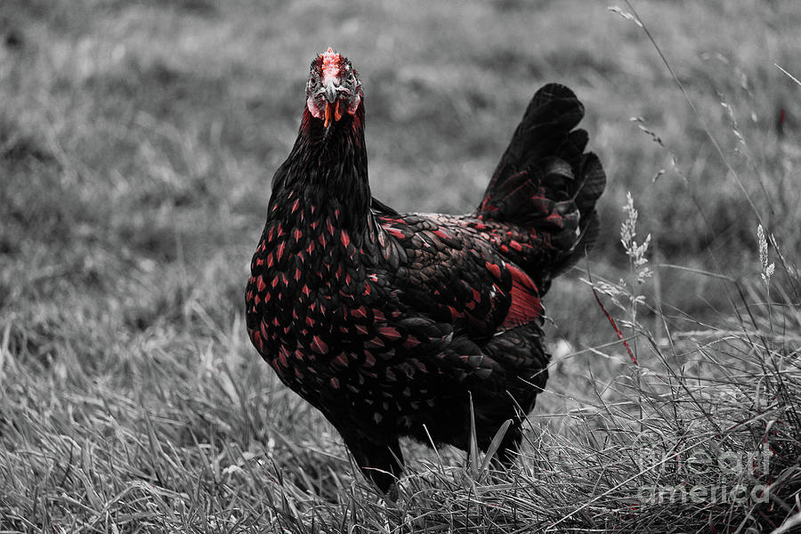 Free Range Chicken Effects Photograph by Eddie Barron