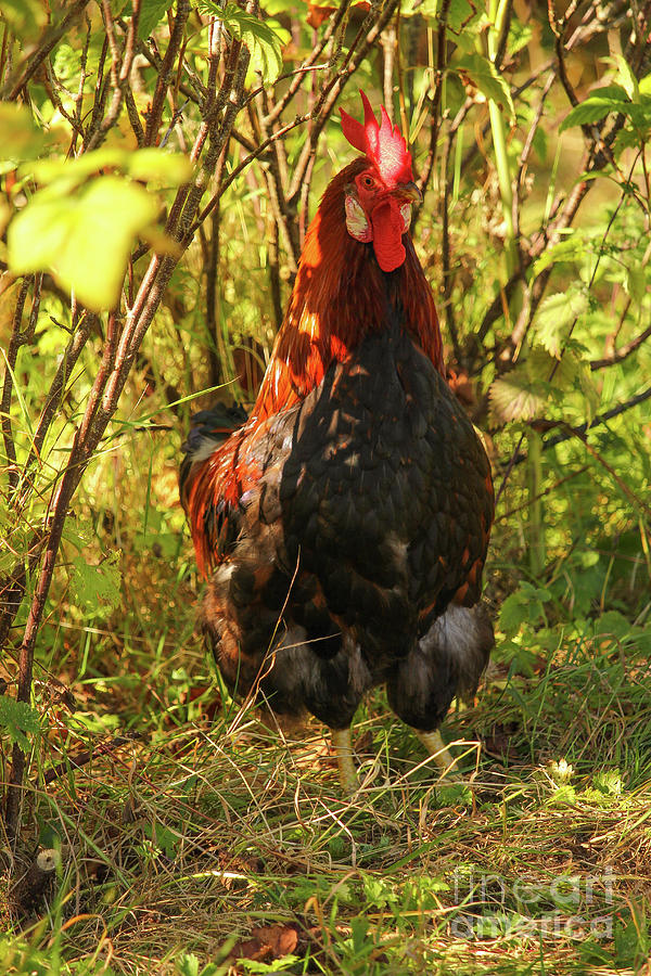 Free Range Chicken in Woodland Vert Photograph by Eddie Barron