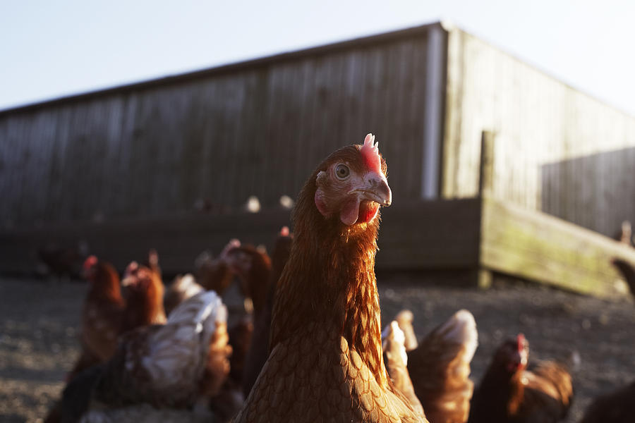 Free-range chicken on a farm on Cornwall, UK. Photograph by Ezra Bailey