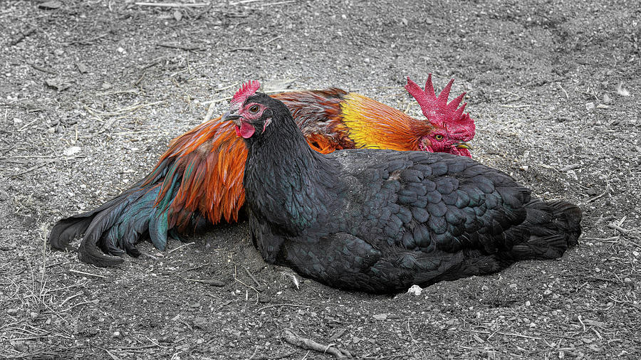 Free Range Chickens Photograph