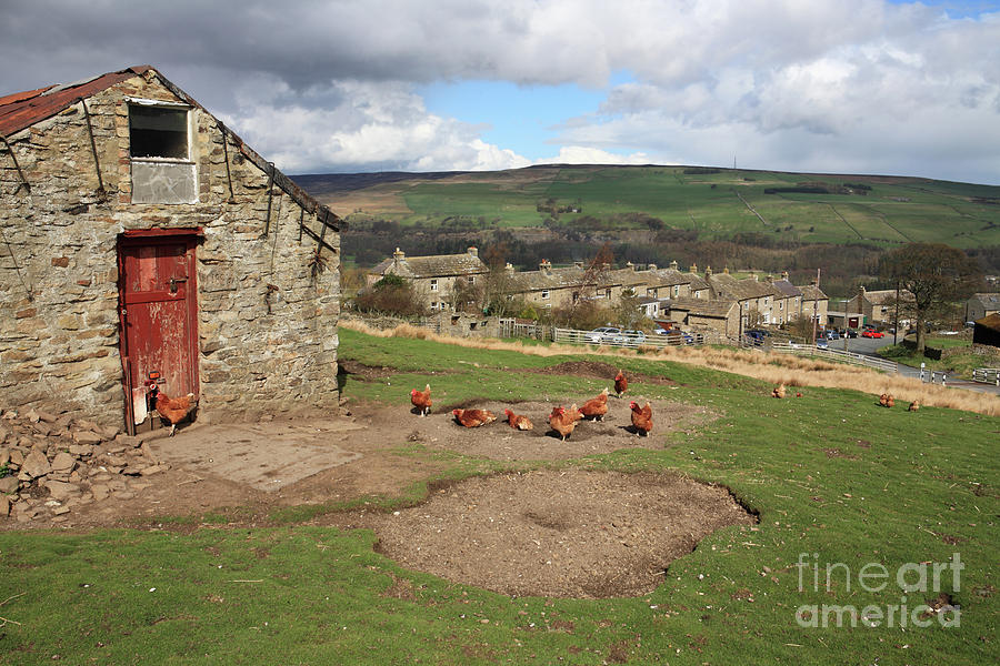 Free range hens Photograph by Bryan Attewell